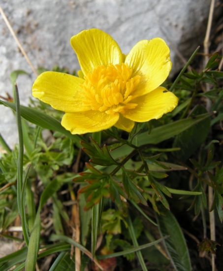 Ranunculus millefoliatus